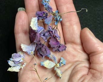 Dried Hydrangea Flowers .25 Ounce Atleast 32 Various Real Tiny Blooms UV Resin Dried Botanical Soap Making Supply USA Grown