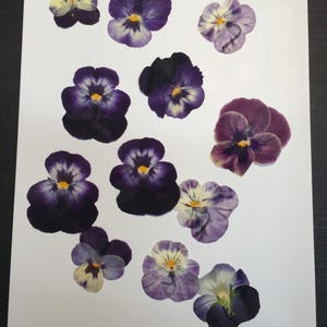 12 Hand Pressed Pansies | Real Flowers for Crafts, Resin Art, Journals, Botanical Decor ID1 image 3