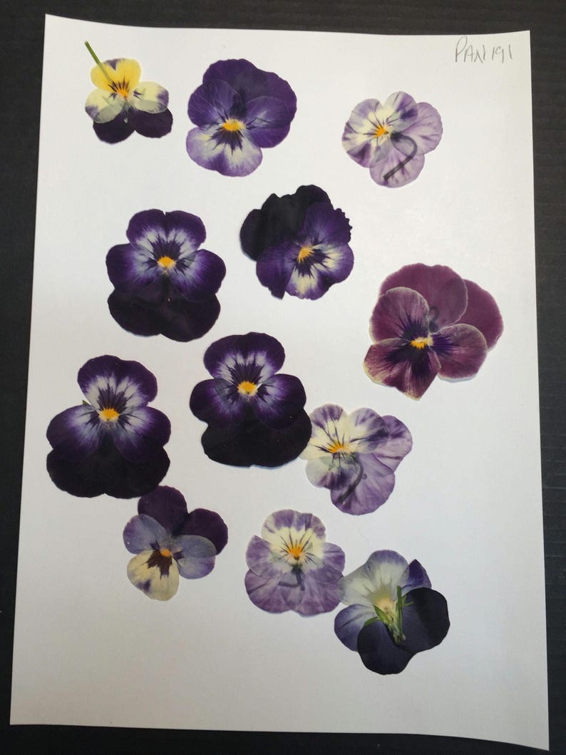 12 Hand Pressed Pansies | Real Flowers for Crafts, Resin Art, Journals, Botanical Decor ID1 image 3