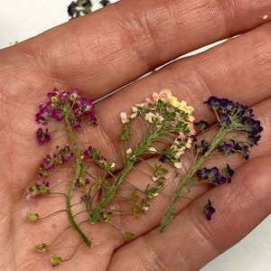 8 fiori di Alyssium viola rosa albicocca - fiori pressati veri - abbellimento per biglietti di nozze all'ingrosso segnalibro sapone botanico essiccato ID39