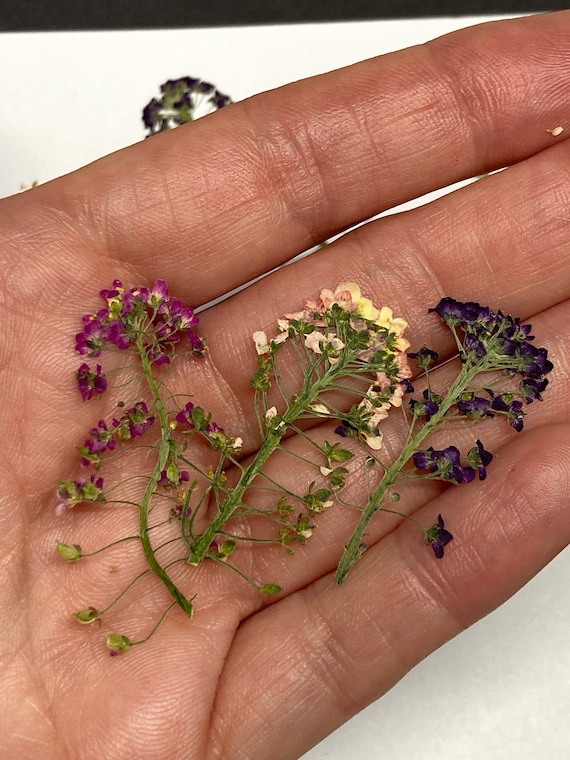 Bulk Botanicals, Dried Flowers for Soap Making