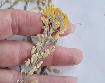 8 Pressed Yellow Yarrow Blossoms | Preserved Wildflowers | DIY Floral Art Supply | Nature Inspired Decor ID30