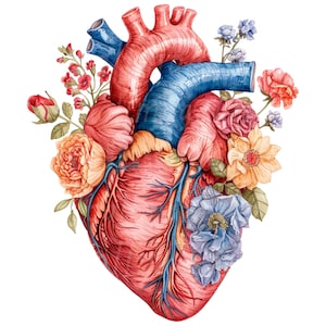 19 clipart de coração humano floral, coração anatômico, clipart em aquarela para impressão, PNG/JPG de alta qualidade, download digital, artesanato em papel, diários