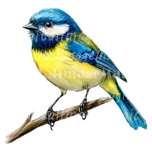 Mésange bleue oiseau Clipart - 24 PNG de haute qualité - clipart aquarelle imprimable, PNG de haute qualité, téléchargement numérique, créations en papier, journaux