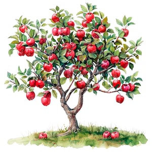 Op de afbeelding: Waterverfillustratie van een appelboom vol rijpe, rode appels. De boom heeft een bruine stam en takken met groene bladeren. Er liggen verschillende appels op de grond. De afbeelding staat tegen een witte achtergrond.