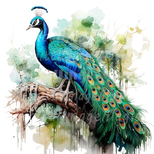 18 Adorable Peacock Clipart, Printable Watercolor clipart, High Quality JPG/PNGs, Digital download, Paper craft, Junk Journals