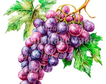 24 Bunch of Grapes Clipart, Bundle of Grapes, Printable Watercolor clipart, High Quality PNG, Digital download, Paper craft, Junk journals