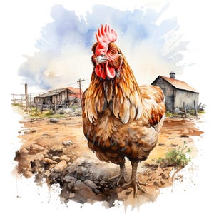 Peut inclure: Une poule brune avec une crête rouge se tient dans une cour de ferme boueuse. La poule regarde directement le spectateur. Il y a deux granges en bois en arrière-plan.