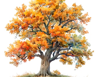 Op de afbeelding: Waterverfschilderij van een grote boom met levendige oranje en gele bladeren, wat de herfst suggereert. De stam van de boom is getextureerd en bruin, met een klein stukje gras aan de basis. Het kunstwerk staat tegen een witte achtergrond.