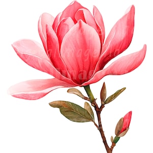 18 Magnolia Clipart, Watercolor Magnolias Wall Art, Printable Watercolor clipart, High Quality JPG/PNG, Digital download, Paper craft
