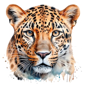 19 Clipart léopard, léopard aquarelle, clipart aquarelle imprimable, JPG/PNG de haute qualité, téléchargement numérique, haute résolution, travaux manuels en papier