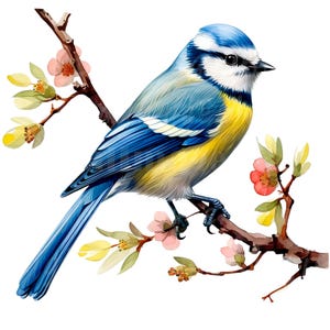 19 Clipart oiseau mésange bleue, mésange bleue eurasienne, clipart aquarelle imprimable, haute qualité JPG/PNG, téléchargement numérique, créations en papier, journal indésirable