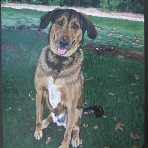 May include: A brown and black dog with white markings sits in a grassy field. The dog has a friendly expression and is looking directly at the viewer. The dog is sitting in front of a body of water with a group of geese swimming in the background.