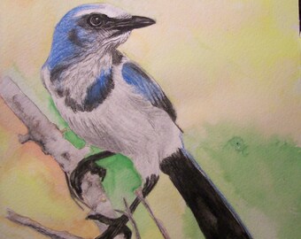 Blue Jay Wildlife Portraits Original Made to Order Watercolor Bluebird 9 x 12 inches by Pigatopia