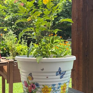 May include: A white plastic plant pot featuring a colorful wrap-around print of various flowers and butterflies. The pot contains a green plant with bright yellow trumpet-shaped blossoms extending from the top of the container.