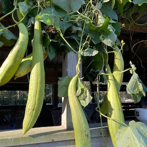 May include: A close-up of a vine with long, green, smooth gourds hanging from it. The gourds are growing on a wooden structure.