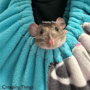 Könnte beinhalten: Eine braune Ratte blickt aus einer teal- und grauen Haustiertasche. Die Tasche hat eine weiche, plüschige Textur und zeigt den Text "Creeping Things Rattery" und eine Ratten-Silhouette. Die Ratte hat rosa Ohren und eine rosa Nase.