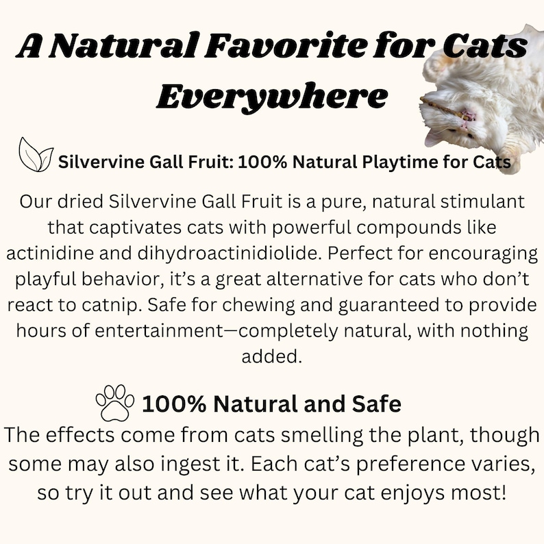 May include: A white cat playing with a stick toy. Text reads: "A Natural Favorite for Cats Everywhere" and "Silvervine Gall Fruit: 100% Natural Playtime for Cats". Text also reads: "Our dried Silvervine Gall Fruit is a pure, natural stimulant that captivates cats with powerful compounds like actinidine and dihydroactinidiolide. Perfect for encouraging playful behavior, it's a great alternative for cats who don't react to catnip. Safe for chewing and guaranteed to provide hours of entertainment - completely natural, with nothing added." Text also reads: "100% Natural and Safe" and "The effects come from cats smelling the plant, though some may also ingest it. Each cat's preference varies, so try it out and see what your cat enjoys most!"