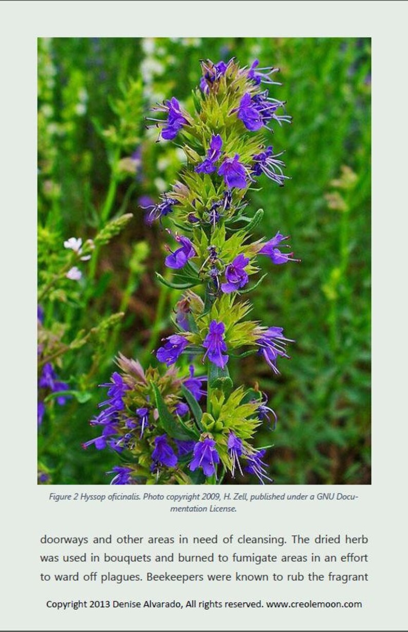 Hyssop the Holy Herb and its Uses Ebook Etsy