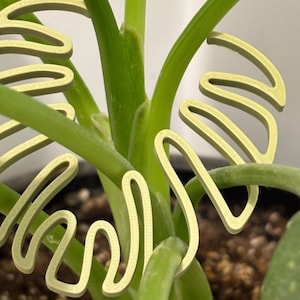 Plant Stem Support Monstera Shaped