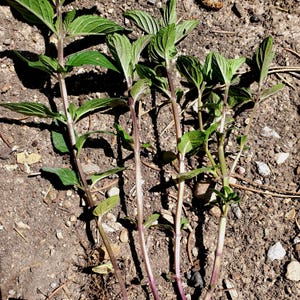 May include: Close-up of a mint plant with green leaves and purple stems. The plant is rooted in the soil, with visible roots and small rocks in the background. The leaves are a vibrant green, and the stems have a reddish-purple hue.