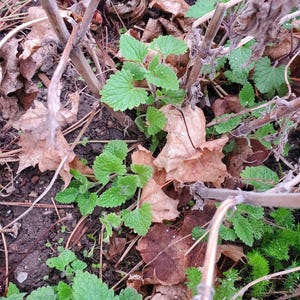 Catnip plant with roots and leaves, organic