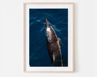 Hawaiian Spinner Dolphin Photography Art Print, Maui, Hawaii, Travel Photography, Wall Art, Dolphins, Underwater, Print, Wildlife