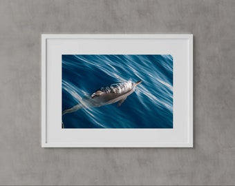 Hawaiian Spinner Dolphin Photography Art Print, Maui, Hawaii, Travel Photography, Wall Art, Dolphins, Underwater, Print, Wildlife