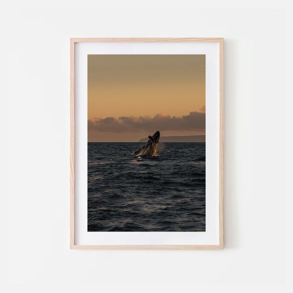 Humpback Whale at Sunset Photo Print, Maui, Hawaii, Travel Photography, Wall Art, Whales, Ocean, Print, Underwater, Breaching Whale, Sunset