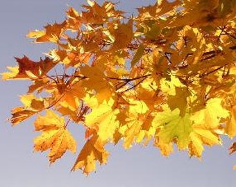 September Kindergarten & Preschool Curriculum Ages 3-6+ - Waldorf Homeschool EBook