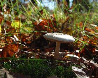 November Kindergarten & Preschool Curriculum Ages 3-6+ - Waldorf Homeschool EBook Active