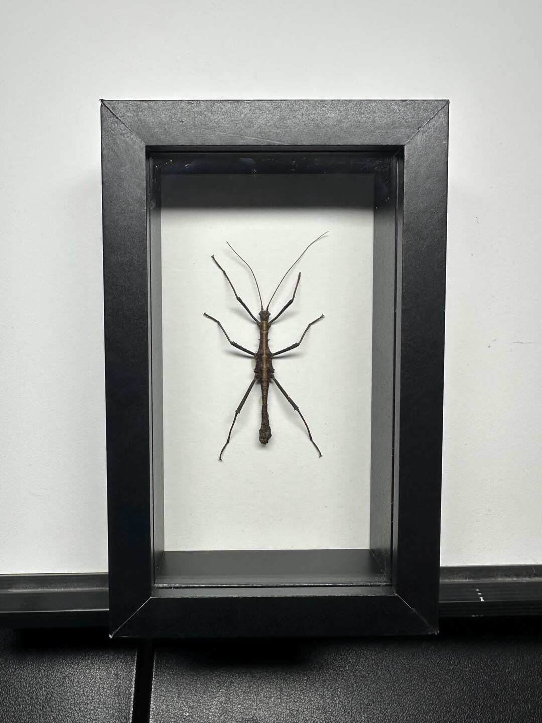 Dimorphodes Mancus - Indonesian Stick Insect - 4inx6in Black Shadow Box ...