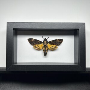 Acheronita Atropos - Deaths Head Hawkmoth - 4inx6in Black Wooden Shadowbox with Real Glass Window and White Background