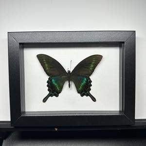 Papilio Maacki - Mariposa cola de golondrina negra alpina - Caja de sombras negra de 5 x 7 pulgadas con ventana de vidrio real y fondo blanco