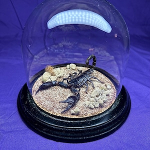 Heterometrus Laoticus - Vietnam Forest Scorpion - 5.5inx5.5in Glass Cloche Display with Hand Decorated Natural Scenery Wooden Base