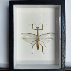 Mantodea Stagmatoptera - Argentine White-Crested Mantis - 7inx9in Shadow Box with Plexi Glass Window