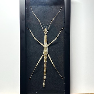 Tirachoidea Cantori - Cantor’s Stick Insect - 6inx14in Black Plastic Shadowbox