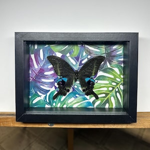 Papilio Arcturus - Mariposa azul - Caja de sombras de madera negra de 5 x 7 pulgadas con ventana de vidrio real y fondo de hojas de monstera coloridas