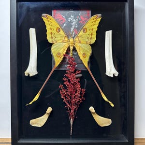 Argema Mittrei - Mariposa cometa de Madagascar macho - Caixa de sombra de madeira preta de 11 pol. x 14 pol. com janela de vidro real