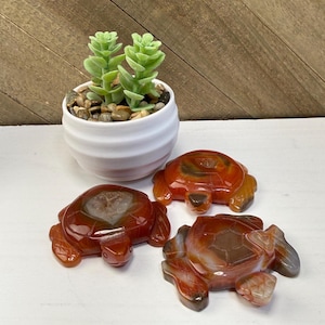 May include: Three polished stone turtle figurines in shades of red, orange, and brown. The turtles have detailed shell patterns and are displayed on a white surface. A small white pot with a succulent plant is in the background.