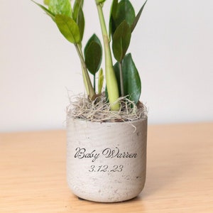 May include: A small potted plant with green leaves in a gray concrete pot with the text "Baby Warren 3.12.23" inscribed on the front.
