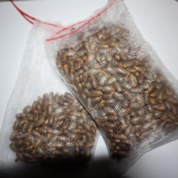 Castor beans 1 pound (Ricinus communis) From South Florida