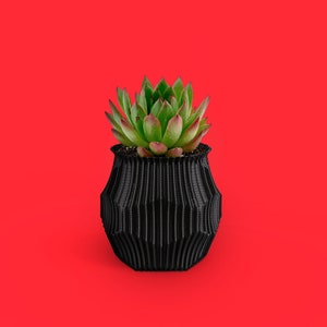 May include: A small succulent plant in a black, textured pot. The plant has green leaves with red tips and is set against a red background.