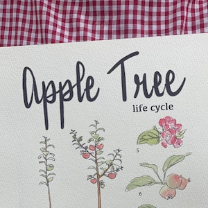 Apple Tree Life Cycle Poster