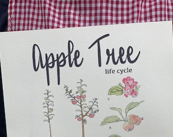 Apfelbaum Life Cycle Poster