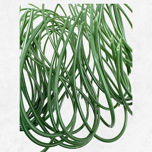 May include: An abstract image featuring a dense arrangement of glossy, dark green, curved, and elongated shapes. The shapes intertwine and overlap, creating a sense of depth and texture against a white background. The overall effect is organic and visually intriguing.