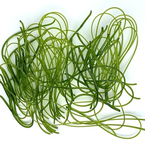 May include: Overhead shot of a pile of bright green, slender, curved stems with dark tips. The stems are arranged in a tangled, looping pattern against a white background. The overall appearance suggests a natural, organic material.