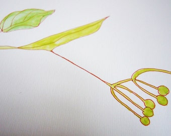 Linden (Pods on a Leaf), original watercolor on paper