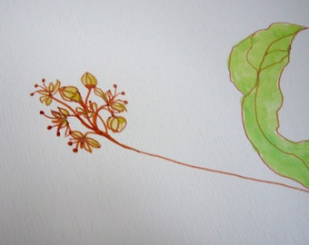 Linden (Flowering Pods on a Leaf), original watercolor on paper