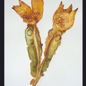 Double Lovely Seaweed, acquerello originale su carta, incorniciato